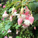 2 Light Pink Fuchsia Live Plants 4-7'' Tall, Hardy Hanging Basket Flower Plant, Shade Loving Blooming Fuchsia Starter Plants