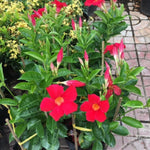 2 Mandevilla Plants Live, 4-6'' Tall, Red Mandevilla Flower Plants, Vibrant Flowers Plant for Outdoor Growing
