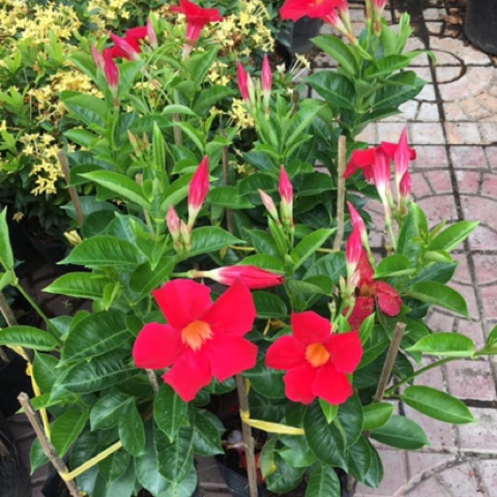 2 Mandevilla Plants Live, 4-6'' Tall, Red Mandevilla Flower Plants, Vibrant Flowers Plant for Outdoor Growing