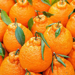 Japanese Mandarin Tree Live Plant Grafted 2-3 Feet, Fast-Growing and Bear Fruit for Citrus Garden Outdoor Planting Zones 9-11