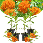 4 Orange Milkweed Plants Live, Butterfly Milkweed Asclepias Tuberosa, Tropical-Style Blooms for Outdoor Gardens, 4-9" Height, No Pot