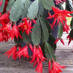 Red Easter Cactus Plant Live 4-7 Inches, Spring Easter Cactus, Vibrant Seasonal Blooms for Indoor Planting
