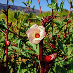 Sabdariffa Roselle Hibiscus Plant Live 4 to 8 Inch Tall, Jamaican Red Roselle Hibiscus Live Plant to Grow, in 4" Pot