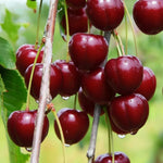 2 Live Acerola Barbados Cherry Trees, 5-10 Inch Tall Fruit Plants for Ornamental Garden, No Pot, Spring Planting