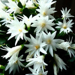 Easter Cactus Plants Live, Vibrant Color, Size 5-9" in Tall, No Pot, Spring Bloom Housplant Indoor Outdoor Succulent Cacti (White)