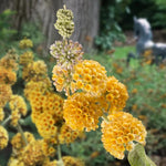 Yellow Buddleia Butterfly Bush Plant Live, 5-9" in Tall, No Pot, Perennial Bushes Ready to Plant in Spring Outdoor Gardening, Dormant in Winter