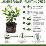 Jasmine Plant Live 4-7 Inches Tall, Fragrant Flowering Vine for Garden, Patio Containers and Indoor Growing (Random Jasmine)