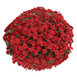2 Chrysanthemum Plants Live, Mums Plants Live, Chrysanthemum Flowers Perennials Plant - Red