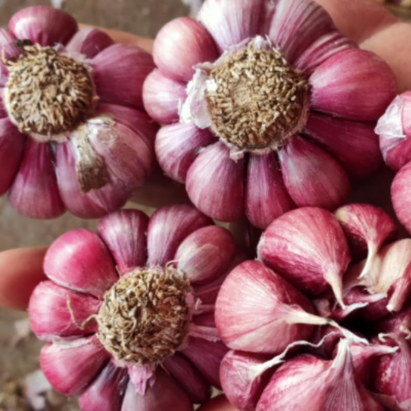 1 Pound Garlic for Planting in Spring Hardneck, 5-6 Chesnok Red Garlic Bulbs for Planting, Fresh and High Yield Bulb Variety Pack, Hardy and Fast Growing