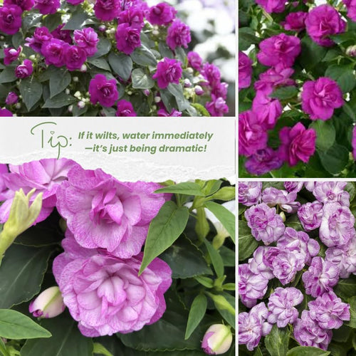 2 Double Impatiens Plants, Double Flowering Impatiens Starter Plant 4-7 Inches, Shade Garden or Patio Container Flower (Double Purple)