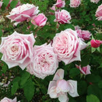New Dawn Climbing Rose Live Plant Well Rooted, No Leaf, Ready to Plant Indoor Outdoor, Climber Rose Bush, Hybrid Tea Rose Like, Very Fragrant, Long Bloomer (Light Pink)
