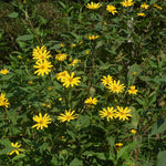 10 Jerusalem Artichoke Roots for Planting, Sunchoke Tubers Garden Vegetable, Edible Sunroot Plants for Outdoor Garden