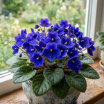 African Violet Plant, Violet Live Plant, 3-5 Inc Tall, Blue Blooms