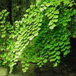 5 Maidenhair Fern Rhizomes Roots for Planting, Fern Plants Outdoor Ground Cover Plant