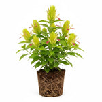 Yellow Pink Shrimp Plant Live, Live Shrimp Shrubs Plant, 5-7 Inches Tall, Easy Care Houseplant, Fragrant Blooms, Indoor Outdoor Growing