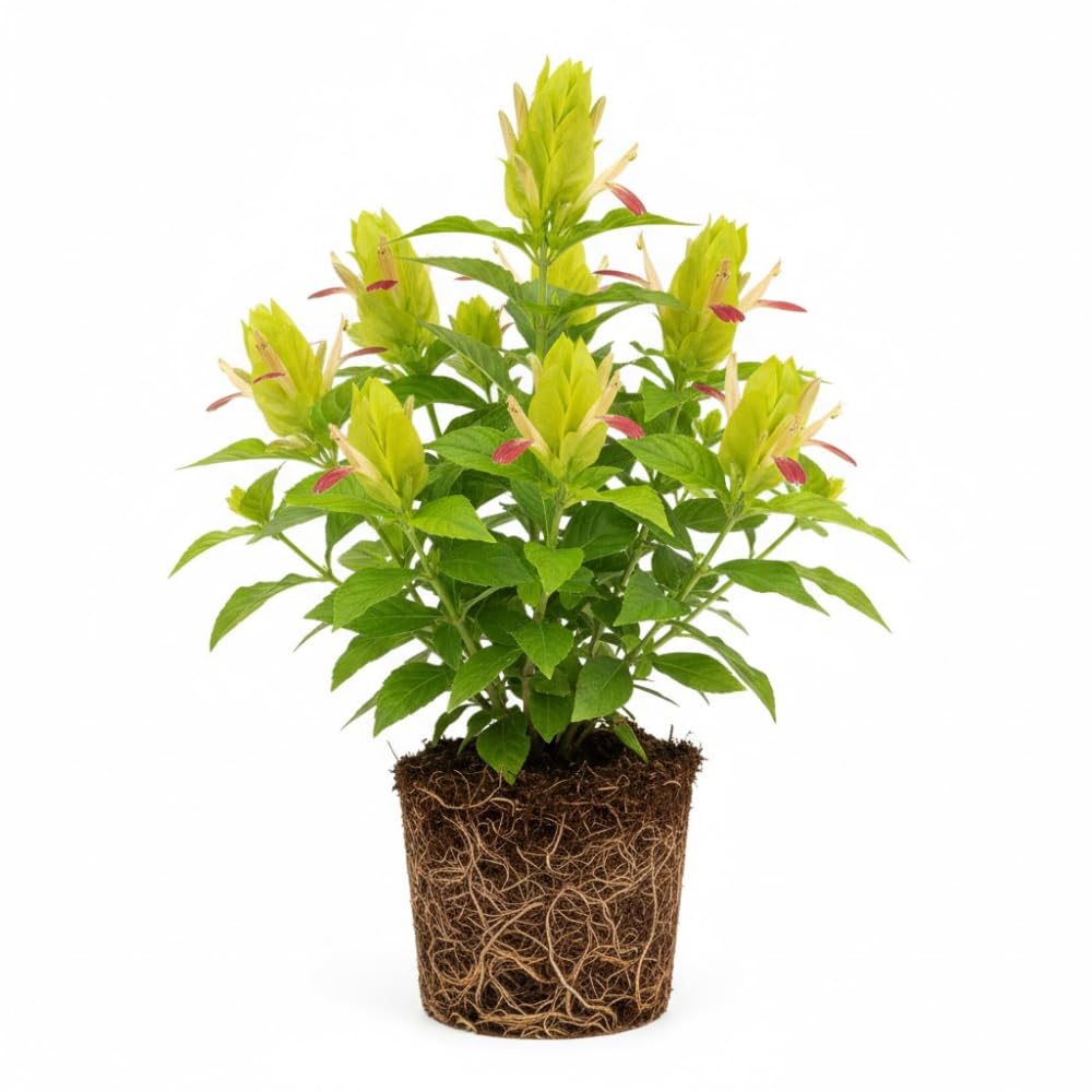 Yellow Pink Shrimp Plant Live, Live Shrimp Shrubs Plant, 5-7 Inches Tall, Easy Care Houseplant, Fragrant Blooms, Indoor Outdoor Growing