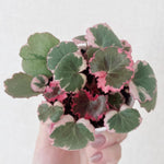 Saxifraga Tricolor Plant Live, Rare Variegated Plant, Coloful Live Indoor Plant, 3.25 Inches Pot