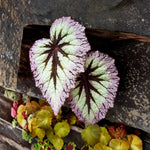 Fire Begonia Plant Live 4-6 Inches, Starter Begonia Well Rooted, Colorful Foliage Plant for Indoor Decor and Patio Pots