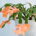 Live Salmon Christmas Cactus Live Plant 4–6 Inches Tall, Winter Blooming False Thanksgiving Cactus Well Rooted, Flowering Houseplant for Home and Office
