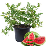 2 Watermelon Plants Live, 4'' Pot, Red Watemelon Fruit Small Plant Garden