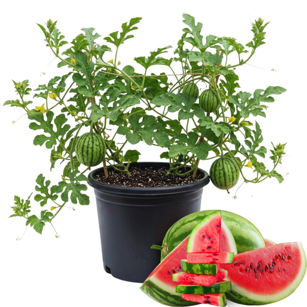 2 Watermelon Plants Live, 4'' Pot, Red Watemelon Fruit Small Plant Garden