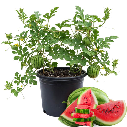 2 Watermelon Plants Live, 4'' Pot, Red Watemelon Fruit Small Plant Garden