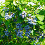 1 Blueberry Bush Live Plant 5 to 9 Inch Tall, Blueberry Plant Live for Planting, Sweet Blueberries Fruit Tree Live Plant (Top Hat Blueberry)