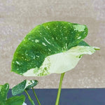 Colocasia Elephant Ears Live Plant, Alocasia Plant, Esculenta Taro Live Houseplant, 5-7 Inc Tall (Bicolor)