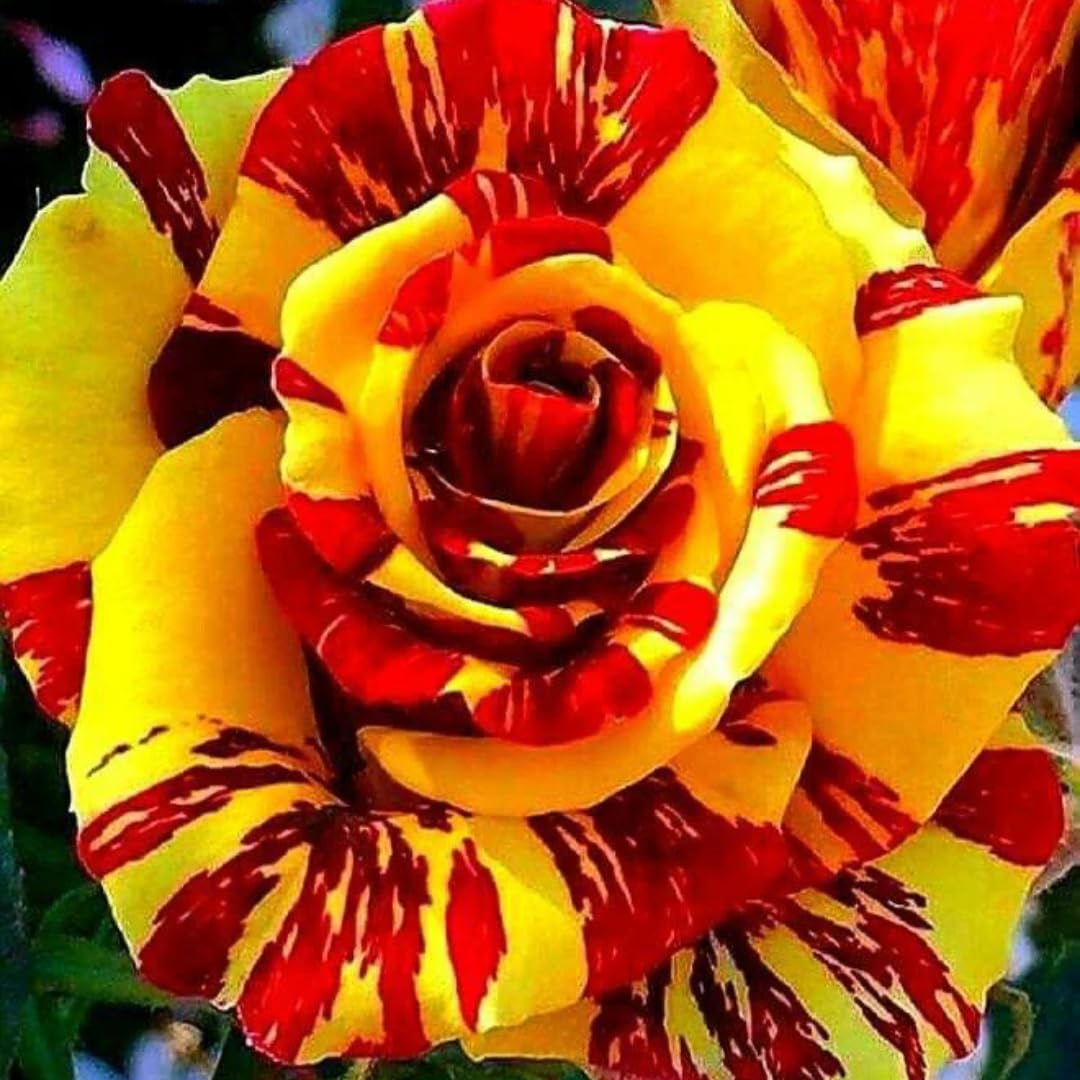 Yellow Deep Red Striped Climbing Rose Live Plants Bushes Fragrant Well Rooted - No Leaf - Cut Back for Planting, No Pot, 5-9 Inc Tall