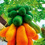 Papaya Tree Live Plant, 8 Months Old Seedlings 5-10" in Tall in 4" Pot, Fast-Growing Tropical Fruit Tree, No CA