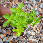 Strawberry Mint Plant Live in 4'' Pot, Mint Herb Plants for Culinary and Garden Growing, Perennial Herbs