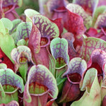 Sweet Nepenthes Pitcher Plant Live in Pot, Pond Plant, Exotic Tropical for Indoor Outdoor Décor, Easy to Grow, Rare Variety, 7 Months Old