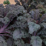 2 Pots Red Kale Plants, 4 Inch Pot Kale Plants Live for Planting Indoor Outdoor Home Garden, Containers, Live Vegetables Plant