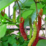 Pakistan Mulberry Tree Live Plant for Planting 5 to 8 Inch Tall, Everbearing Mulberry Bush Live Plant, Long Mulberry Plant Live, Mulberries Fruit