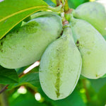 Paw Paw Tree Live Plant, Pawpaw Tree Live Plant, Quart Potted, Outdoors Garden