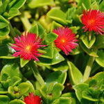 Delosperma Ice Plant Live in 4'' Pot, Hardy, Low-Maintenance Flowering Succulent Groundcover for Outdoor Gardens and Containers (Red Ice Plant)