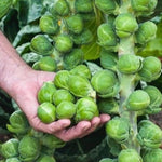 2 Pots Brussel Sprouts Plants, 4 Inch Pot Vegetable Plants Live for Planting, Cold Hardy, Easy to Grow for Containers and Garden Beds