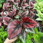 3 Packs Red Begonia Angel Wing Maculata Live Plants, 5-9 Inch Tall, Indoor Outdoor Polka Dot Begonia