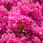 3 Bougainvillea Vine Plants, Bougainvillea Plants Live for Outdoor Landscaping and Containers, 4-7 Inch Tall Well-Rooted, No Pot (Pink Bougainvillea)