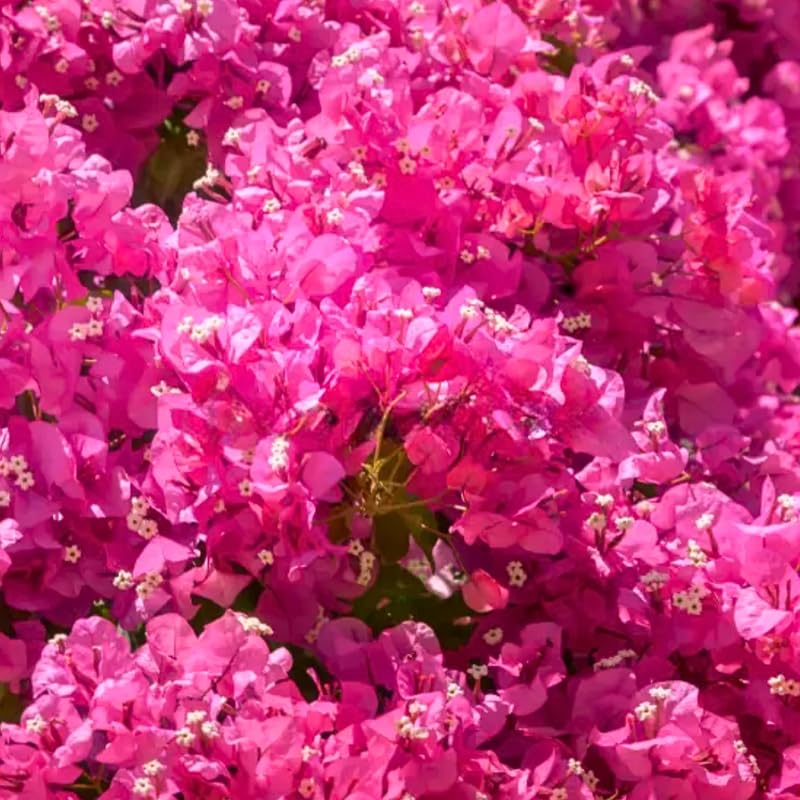 Set 2 Pink Bougainvillea Plants Live, Flowering Bougainvillea Vine 4-8 Inches Tall, Climbing Plant for Outdoor Garden and Trellis