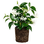 Star Jasmine Plant Live 4-7 Inches Tall, Fragrant Flowering Vine for Garden, Patio Containers and Indoor Growing