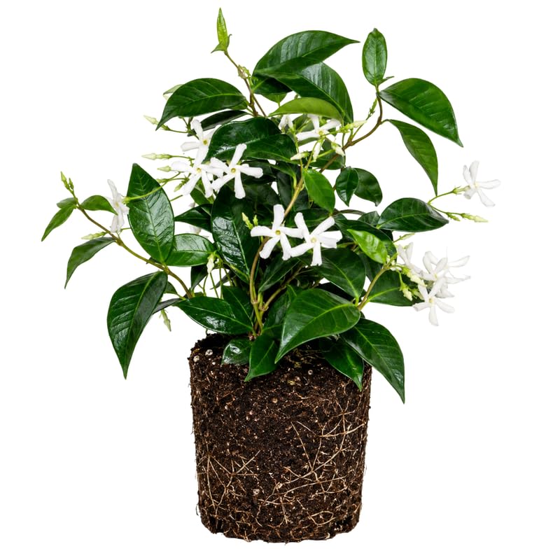 Star Jasmine Plant Live 4-7 Inches Tall, Fragrant Flowering Vine for Garden, Patio Containers and Indoor Growing