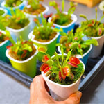 3 Venus Flytrap Plants Live in Pot, Random Different Cultivar, Starter Size, Easy to Grow Tropical Plant Terrarium Indoor Outdoor
