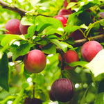 Cherry Plum Live Plant, 2-3 Ft Tall
