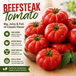 2 Beefsteak Tomato Plants, 6-8 Inc Tall, Live Tomato Plants for Planting
