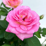 Rose Bush Live Plant, Heirloom Rose Plant Live for Planting, 5-8 Inch Height, Reblooming Shrub (Pink Rose)