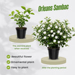 Jasmine Live Plant 4–8″ Tall, Jasmines Flower Vine, Fragrant White Blooms, Outdoor or Container Growing (Orleans Jasmine)