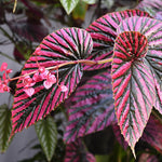 3 Packs Rare Deep Red Begonia Angel Wing Maculata Live Plants, 5-9 Inch Tall, Indoor Outdoor Polka Dot Begonia