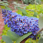 2 Butterfly Bush Live Plants, Light Buddleia Shrubs, 5–9 Inch Tall, Fragrant Flowering Shrubs, No Pot