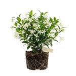 Confederate Star Jasmine Live Plant – Climbing White Flower Vine, Fragrant Indoor & Outdoor 4-6” Tall Decorative Plant